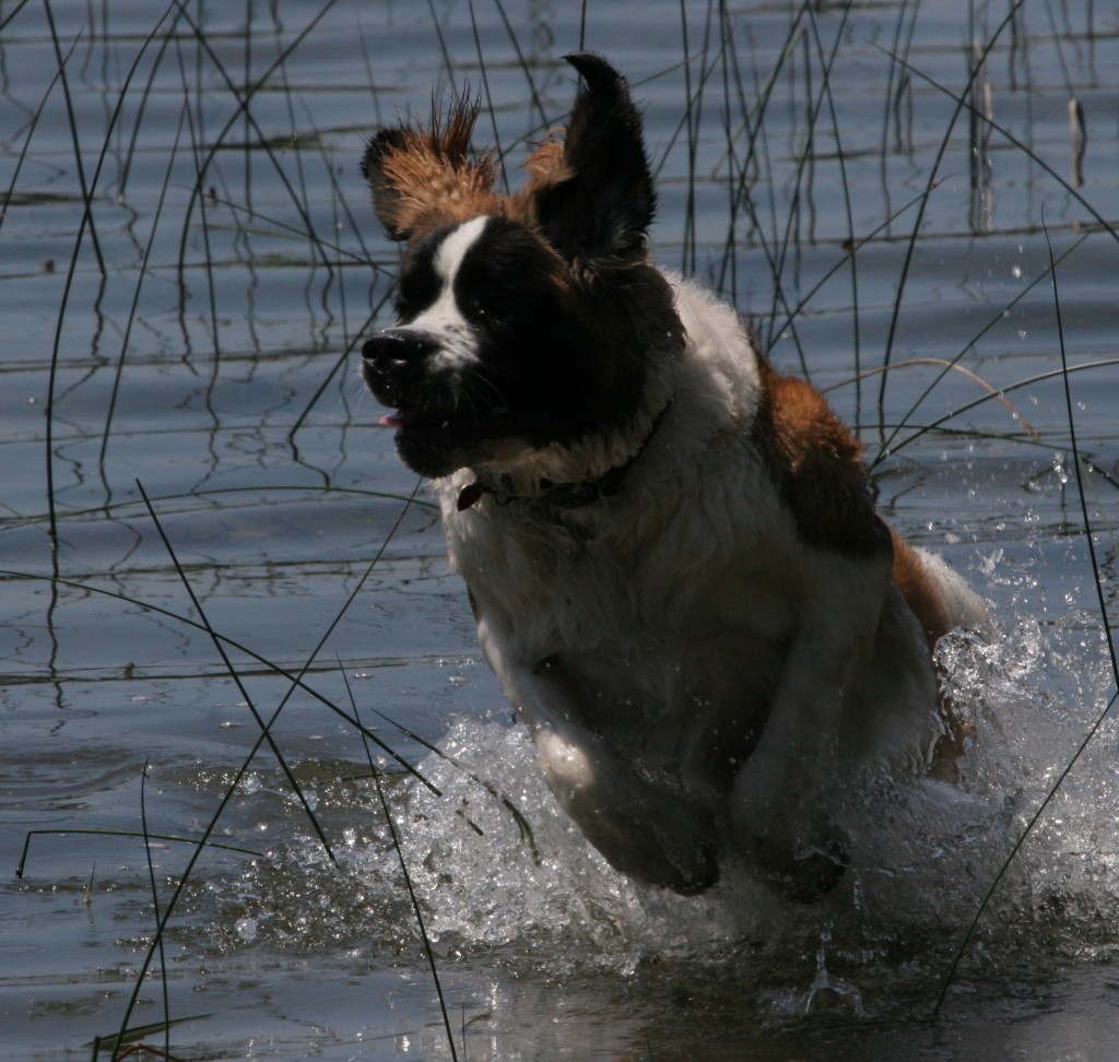 Jordan Valley Animal Clinic